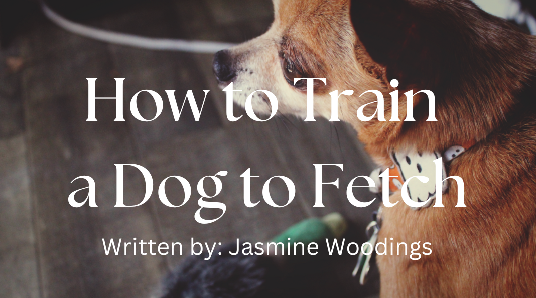 How to Teach your Dog "Fetch"