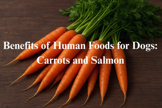Benefits of Human Foods for Dogs: Carrots and Salmon