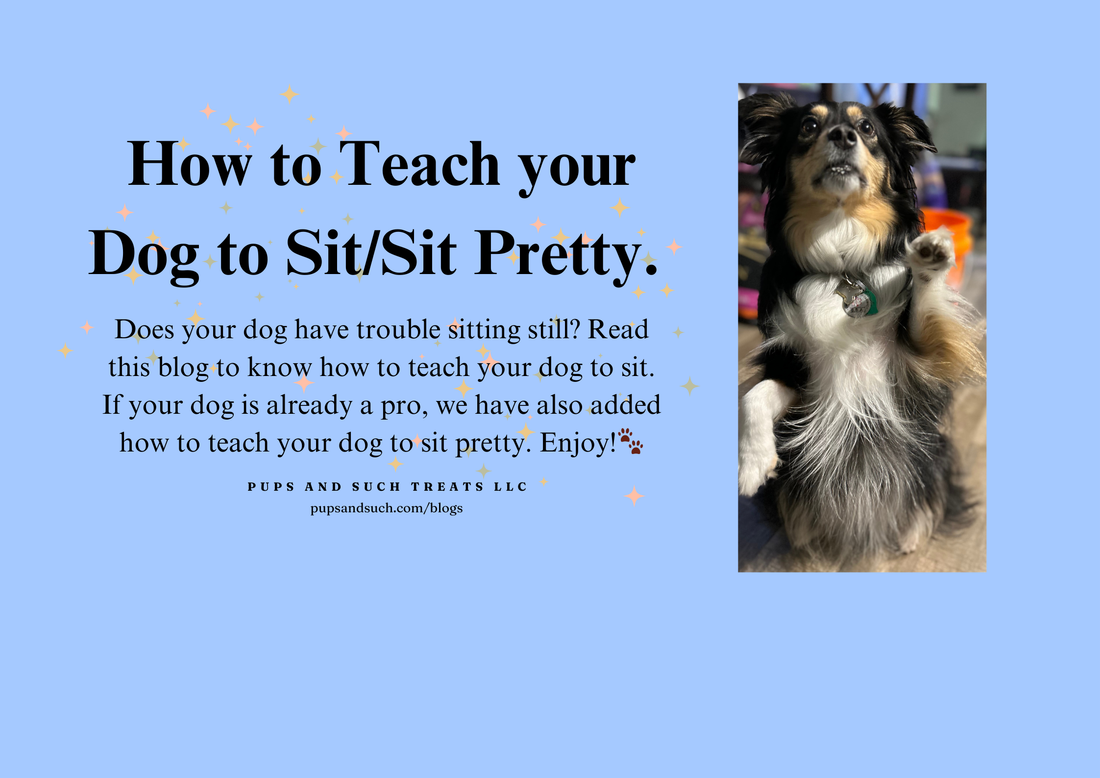 dog sitting on hind legs