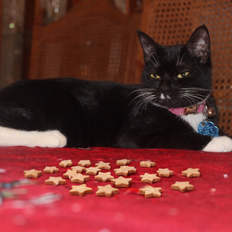 Black and white cat lying on a red surface with star-shaped treats