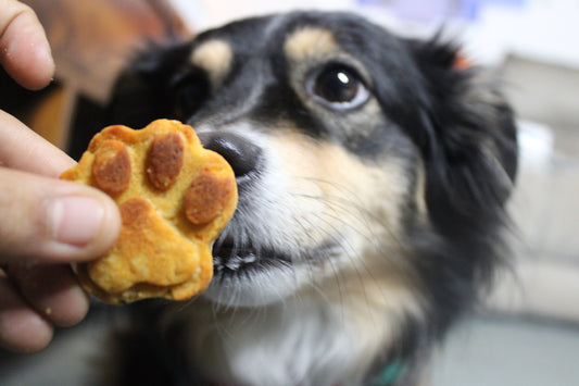 australian shepherd with a paw shaped treat in front of their nose
