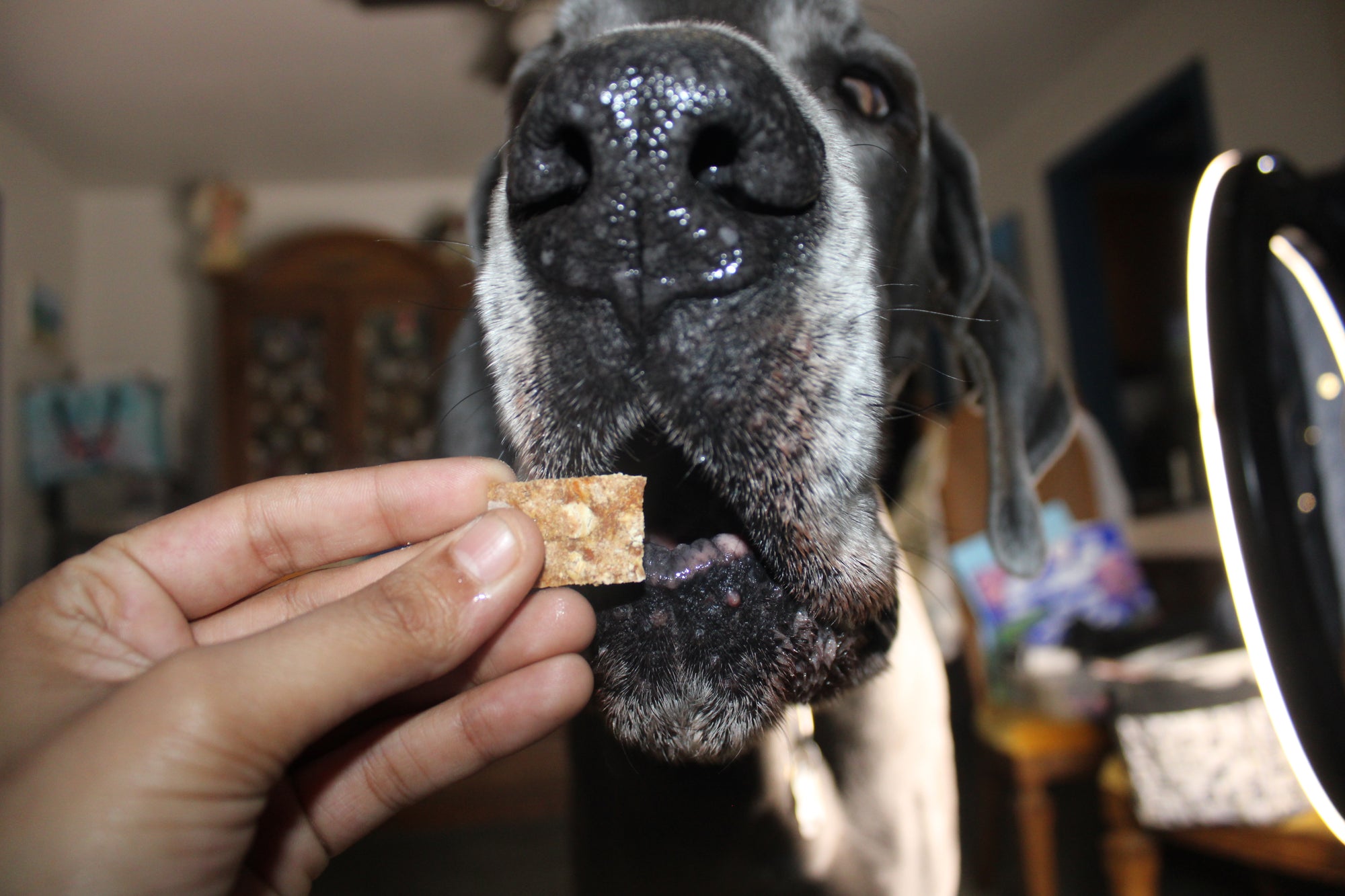 Dog with treats